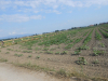 DSCN0796