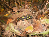 1_DSCN0083